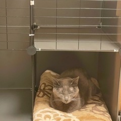黒猫ちゃんとグレー猫ちゃんの兄弟
