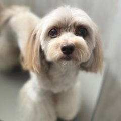 新規開業にともないモデル犬募集！！