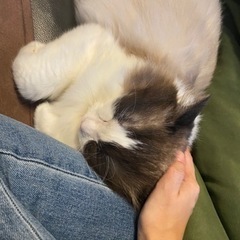 長毛猫　ラグドール風