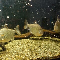 熱帯魚　差し上げます