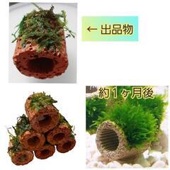 【淡路島】ウィローモス🌿巻きつけリングの画像