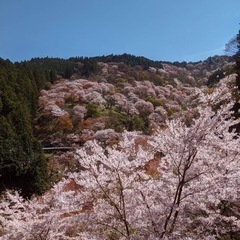 ☆山菜採り メンバー募集 大和☆