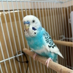 セキセイインコ　オス