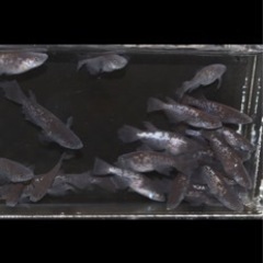 メダカ　令和ブラックダイヤ