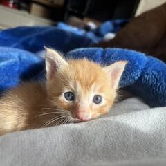 ベタ慣れ猫ちゃん