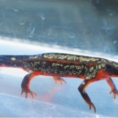 オキナワシリケンイモリ2匹の画像