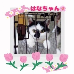 美猫のはなちゃん🌸3/5更新