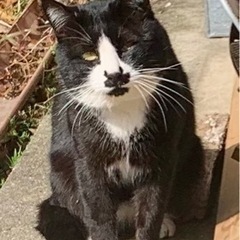 【迷い猫？】ちょび猫さんを見かけました。