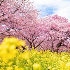 🌸🌸4月お花見🌸🌸