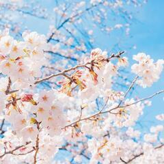 🌸🌸4月お花見🌸🌸 - 友達