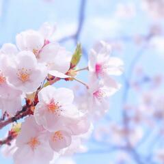 🌸🌸4月お花見🌸🌸 - 今治市