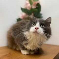 ずっとの家族が決まりました❣️ひなくん❣️ふわふわ長毛のグレー白...