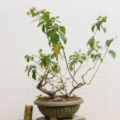 盆栽素材ランタナ