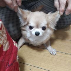 7、8歳？のチャンピオン犬、チワワちゃん