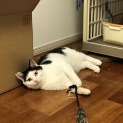 トトロ尻尾も可愛い♪猫にも人にも温厚なにいたくん☆彡 − 神奈川県