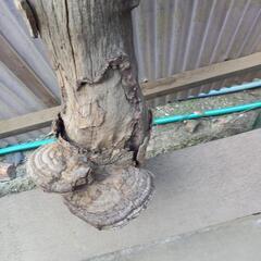 さるのこしかけの画像