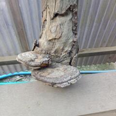 さるのこしかけの画像