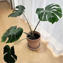 モンステラ② 生活雑貨 家庭用品 ガーデニングの画像