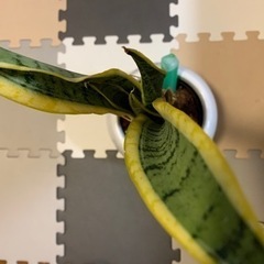 ぜひ無料で差し上げます！観葉植物　サンスベリアの画像