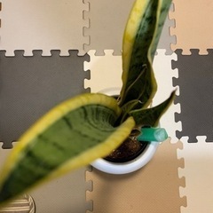 ぜひ無料で差し上げます！観葉植物　サンスベリアの画像