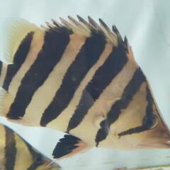 ダトニオ カプアスタイガー約25cm！の画像