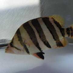 ダトニオ カプアスタイガー約32cm！の画像