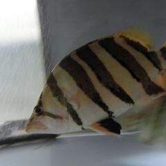 ダトニオ カプアスタイガー約32cm！の画像