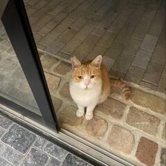 風邪で弱っていた地域猫のゴンちゃん