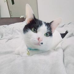 急募！　生後10ヶ月位　人が大好き、抱っこも大好きなフランダー【...