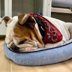 ブルドッグ 里親募集  - 犬