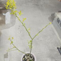 【受付終了】甘夏の鉢植(４年生)概ね１ｍくらの画像