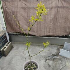 【受付終了】甘夏の鉢植(４年生)概ね１ｍくらの画像