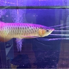 熱帯魚