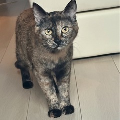 家族が見つかりました　ありがとうございました　猫好きの猫　べっ甲猫