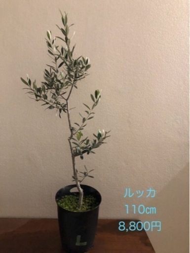 オリーブの木　ルッカ　生活雑貨 家庭用品 ガーデニング