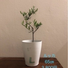 オリーブの木　ルッカ　生活雑貨 家庭用品 ガーデニング