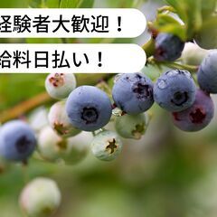 【日払い】愛媛県東温市北方でブルーベリー園管理作業のお仕事...