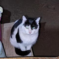 外猫の里親募集