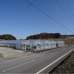 急募！！イチゴのお手入れ　軽作業の画像