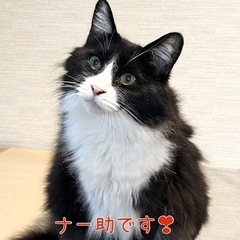 穏やかな性格の長毛くん
