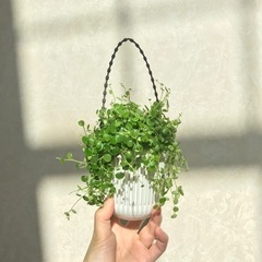 観葉植物/もりもりのペペロミア•ジェミニ 多肉植物　手渡し