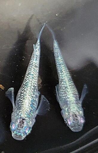 当方オリジナル品種『Pepper Mint』1ペア+メス1