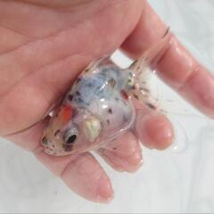 🐟平賀産　キャリコ琉金　浅葱もキレイ✨育成、観賞楽しめると思います✨約８センチ前後 安心現物❗№９の画像