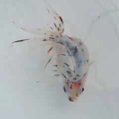 🐟平賀産　キャリコ琉金　浅葱もキレイ✨育成、観賞楽しめると思います✨約８センチ前後 安心現物❗№９の画像