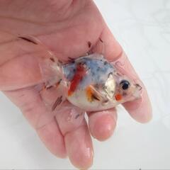 🐟平賀産　キャリコ琉金　浅葱もキレイ✨育成、観賞楽しめると思いま...