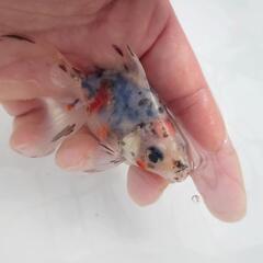 🐟平賀産　キャリコ琉金　浅葱もキレイ✨育成、観賞楽しめると思います✨約８センチ前後 安心現物❗№９の画像