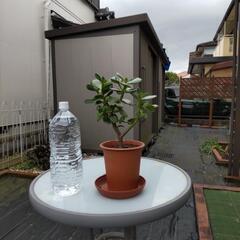 観葉植物(金のなる木)
