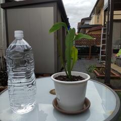 観葉植物(月下美人)の苗木