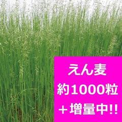 ★緑肥★約1000粒+増量中★えん麦★エンバク★ネグサレタイジ★種★