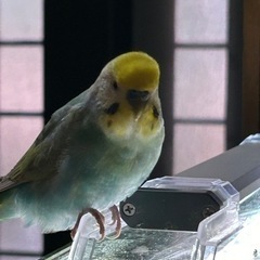 セキセイインコ1羽
